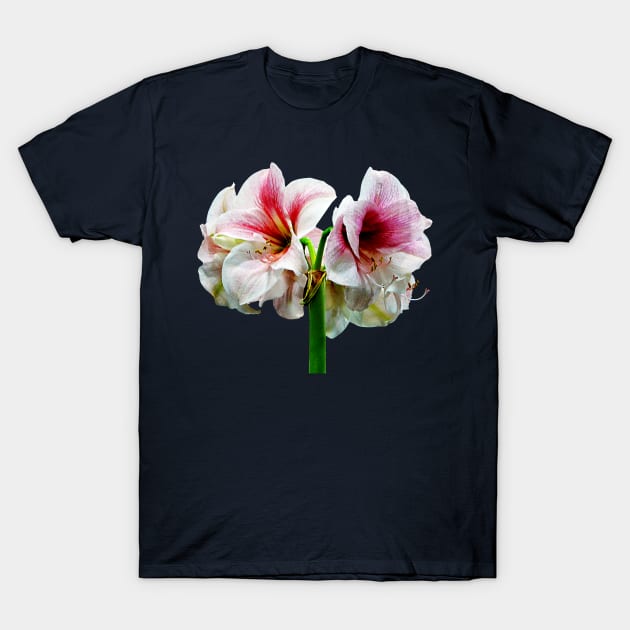 Amaryllis Novella T-Shirt by SusanSavad